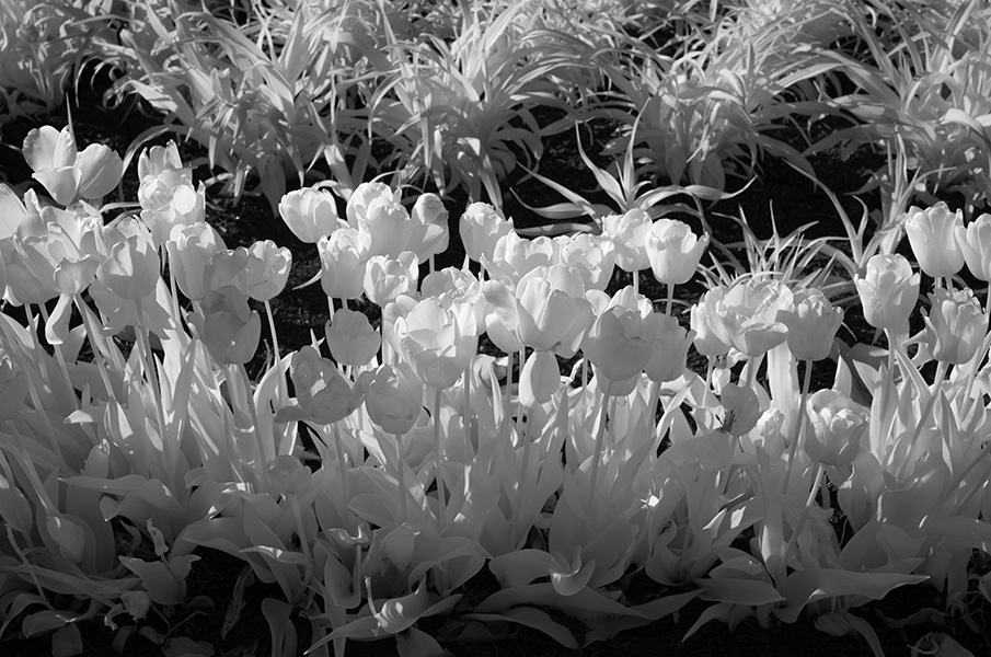 Infrared Photograph of Massed Tulips.